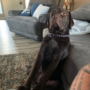 Meet your Posher, Shane